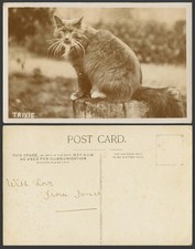 Maine Coon Cat Kitten TRIXIE with Prominent Whiskers Pet Old Real Photo Postcard