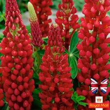 LUPIN MY CASTLE RED 40+ Seeds Perennial
