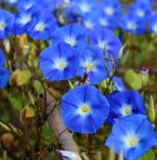 Morning Glory HEAVENLY BLUE Vine AAS Winner Heirloom Bees Love Non-GMO 100 Seeds