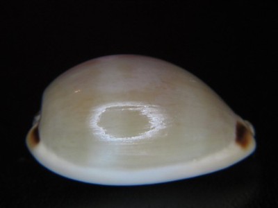 CYPRAEA LURIDA: I HATE SELLING THIS SP AS THEY'RE ALWAYS !!! 29.94mm/Fine+?