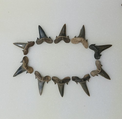 #ad 10 Nice Fossil Goblin Shark Teeth Scapanorhynchus Mississippi Cretaceous $45.99