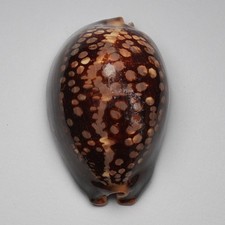 Mauritia mauritiana 89.5mm shells seashells sea shells 26080B2