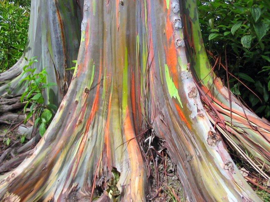 Graines Eucalyptus Arc en Ciel Premium Semences Sélectionnées pour Bonsaï d'Art