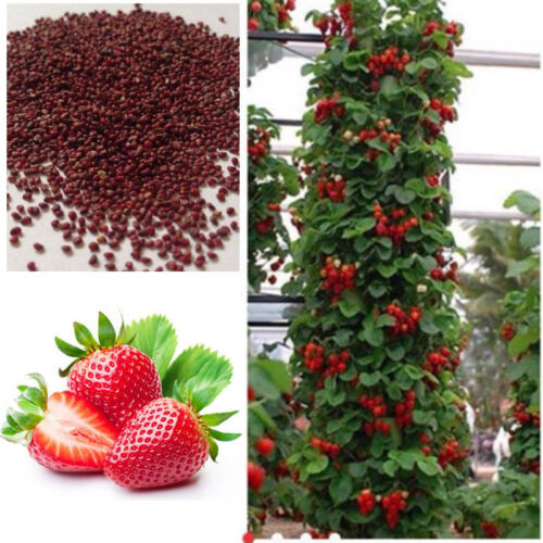 Red Climbing Strawberry Seeds, Garden Fruit Plant, Sweet And Delicious  - Afbeelding 1 van 4