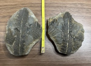 Mazon Creek Fern Fossil Illinois Carboniferous Plant 4” Tall