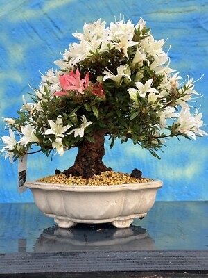 Joe Bonsai SHOHIN " Hakurin no Hikari " Satsuki Azalee Schale Japan Beige  Neu | eBay.de