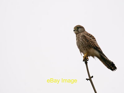 Foto 6x4 Turmfalke Wallington\/TQ2964 Seine Krallen greifen die Spitze o c2022