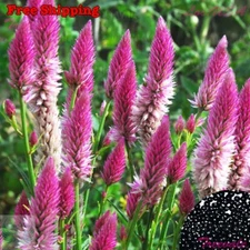 Celosia Spicata Seeds - Wheatstraw Celosia - Flamingo | Flower Seeds