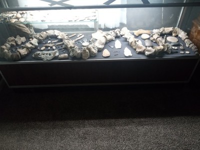 Mosasaurs Found In South Alabama 50 Vertebrates 10 Plus Teeth and Much More Lot