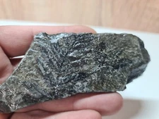 Poleontological sample imprint of the Carboniferous flora Ukrain of the Donbass