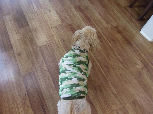 Hundeshirt, durchsichtig Mesh Camouflage, Small**(Größendetails lesen) - Bild 4 von 6