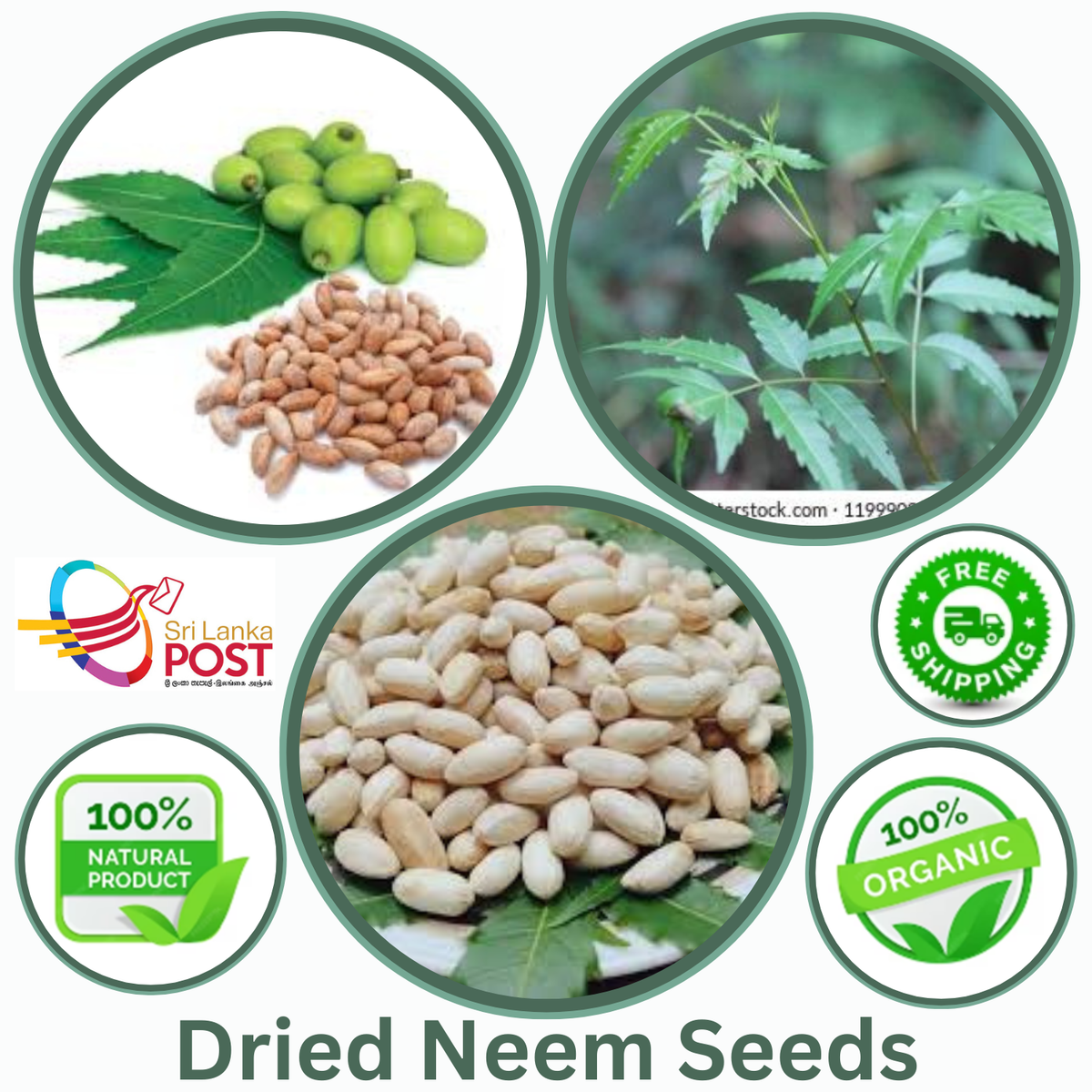 Neem Tree "Dry" Seeds AZADARACHTA INDICA LILAC HERB FOR GARDEN