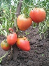 Tomato se ds, 35 Tomato King London se ds, organic Se ds SW1129  TRACK  