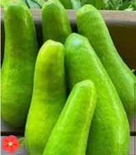 Avocado Wilson Popenoe Tree – 1.5 @ 2 feet / Fruit tree | shipp Priority