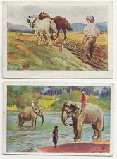 73/302 SAMMELBILD CEYLON BADENDE ELEFANTEN + PFLUG PFERD VENTZKI EISLINGEN