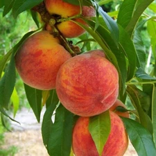 US West Sweet Delicious Yellow Peach Tree 4 Seeds Easy to Grow