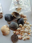 Variety of natural seashells, some already with holes, for crafts, jewelry. — photo 5