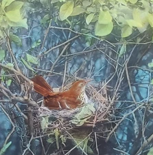 Brown Thrasher On Bird Nest, c1940 Magic Lantern Glass Slide