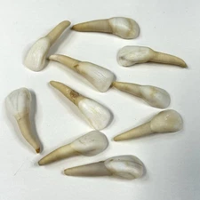 Lot Of 10 Real North American Bison Buffalo Teeth Cleaned Crafts Art Goth #1620