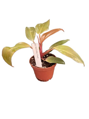 caladium plant pink Caladium ‘Camilla’ main image 1