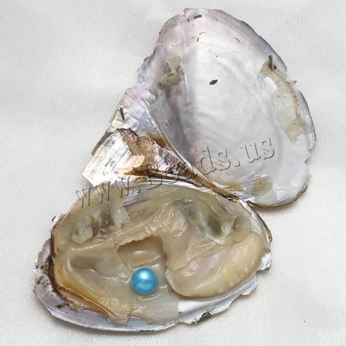 10x Bulk Natural Freshwater Akoya Pearl Oysters Real Pearls Bulk w/ Large Pearls - Picture 2 of 5