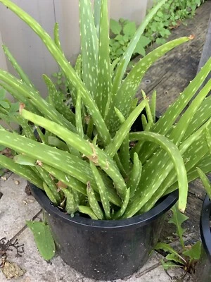 Aloe Vera Plant Plants Gumtree Australia Canterbury Area