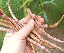10 Honey Mesquite Seed Pods ( Prosopis glandulosa) Drought Tolerant Legume, 2025