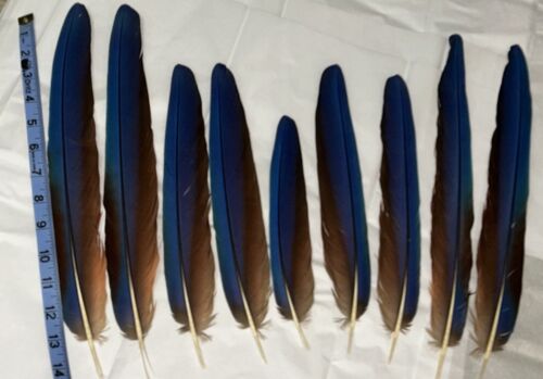 Macaw Tail Feathers Blue /Scarlet/ Red (Set Of 9) 9” - 15”