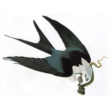 John J Audubon Swallow-Tailed Hawk FRIDGE MAGNET, Birds of America Prey