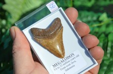 WOW, Genuine MEGALODON SHARK