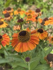 Helenium autumnale 'Short and Sassy'  Sneezewort  Perennial flower   200 seeds