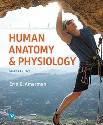 #ad Human Anatomy amp; Physiology 2nd Edition Hardcover By Amerman Erin C. GOOD $34.50