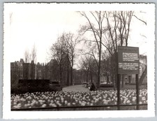 Vtg B&W Snapshot Park View Trees Silent Street Scene 1940s