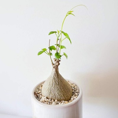 Rare Succulents - Gerrardanthus Macrorhizus