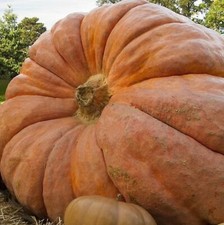 Atlantic Giant Pumpkin Seeds 5 SEEDS  NON-GMO --BUY 4 ITEMS FREE SHIPPING