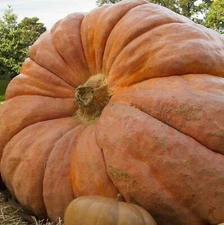 Atlantic Giant Pumpkin Seeds 5 SEEDS  NON-GMO --BUY 4 ITEMS FREE SHIPPING
