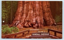 General Sherman Redwood Tree - CALIFORNIA Postcard
