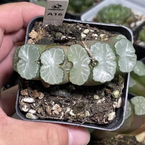 5CM Succulent Plant Haworthia Truncata Hakua Liliaceae Home Garden Beautiful - Picture 22 of 24