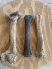 Fossilized Bison Bones