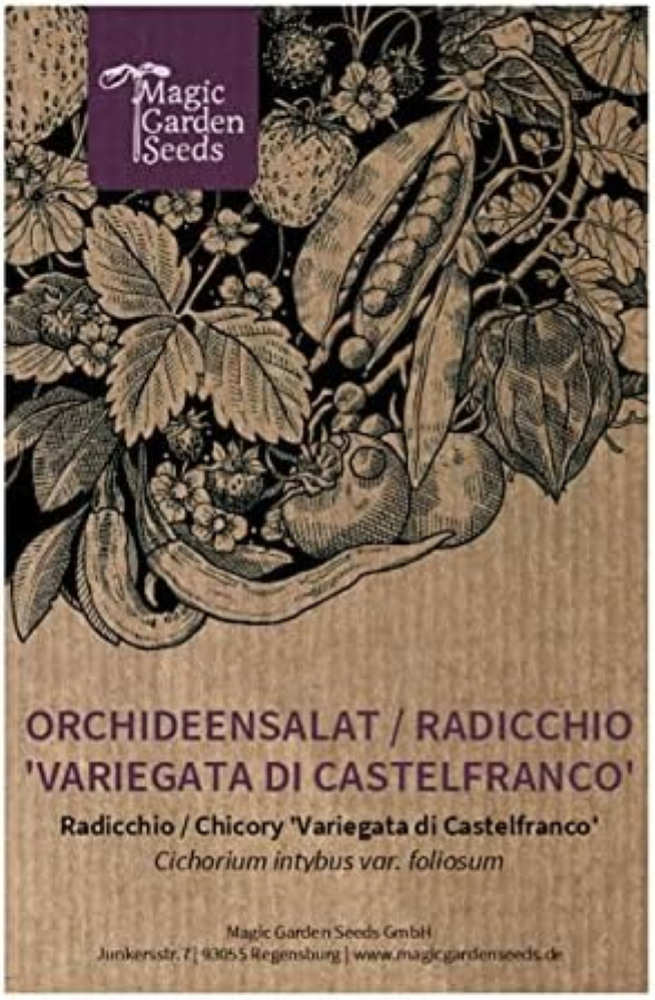 Radicchio 'Variegato di Castelfranco' (Cichorium intybus var. foliosum) - circa