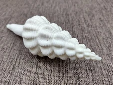 Large White Spindle Seashell Fusinus Colus (1 shell approx. 4.5+ inches)