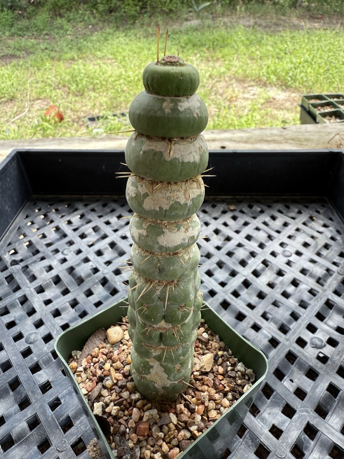 Eulychnia Castanea Spiralis “Unicorn Cactus “