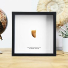 Real African Tyrannosaurus Rex Dinosaur Tooth Frame  Fossil Jurassic Archaeology