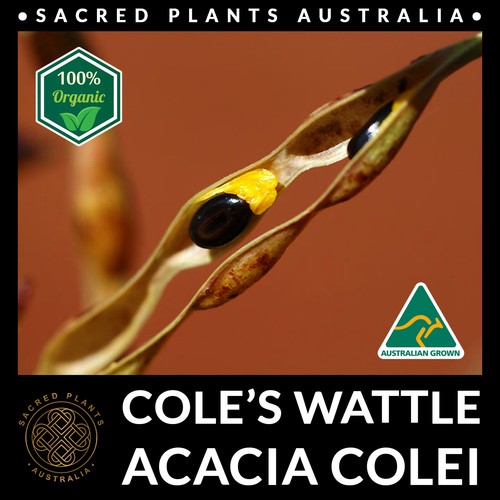 COLE'S WATTLE 30 Seeds | Acacia Colei Sacred Shaman Exotic Medicinal Rare Native - Picture 6 of 10