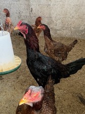 12 Indio Gigante Hatching Eggs RRA lines, Multiple Colors