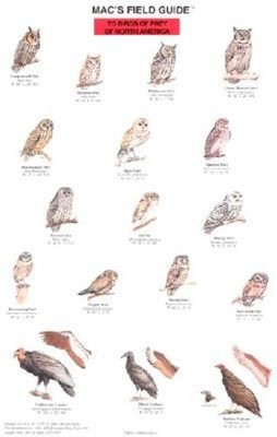 Mac's Field Guides: North American Birds of Prey by Craig Macgowan (English) Pap