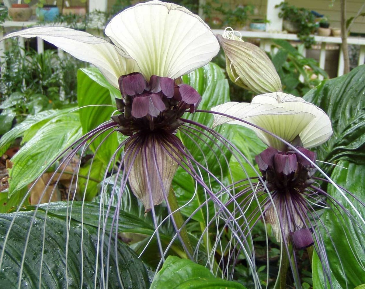 Tacca integrifolia White Bat Flower 20_Seeds