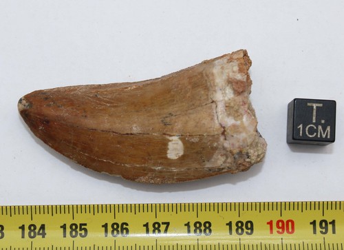 Dent De Dinosaur Carcharodontosaurus Saharicus T.Rex (5.9 centimètres-039**) - Picture 3 of 12