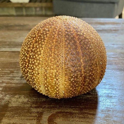 Natural Sea Shell Urchin Multicolor Browns Oranges Reds Beige Beautiful Perfect