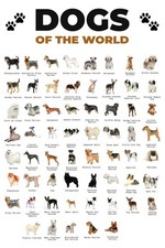364062 Dogs Types of The World Popular Breeds Chart Art Print Poster